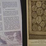 Lupiininkylväjän projektio 1 & 2